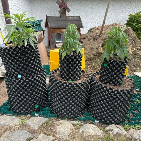 👍 Joey 5 RIP Enharda Rum  growlog photo:  links ist Joey’s RIP 5. der Mitte ist shining Silver Haze. ganz rechts ist. Northern Lights. 