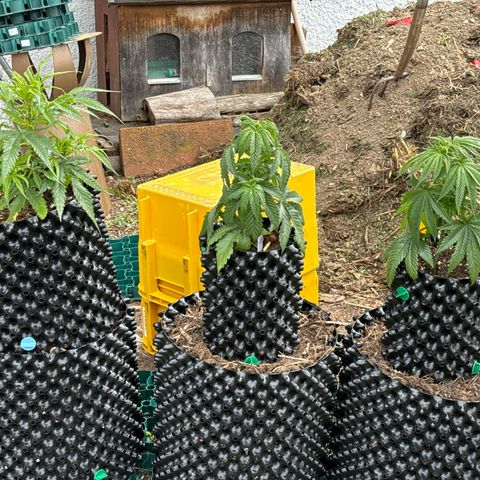 👍 Joey 5 RIP Enharda Rum  growlog photo:  links ist Joey’s RIP 5. der Mitte ist shining Silver Haze. ganz rechts ist. Northern Lights. 