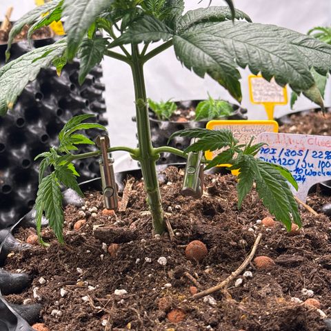 Wedding Cheesecake growlog timeline photo