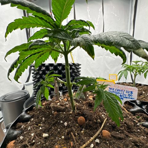Wedding Cheesecake growlog timeline photo