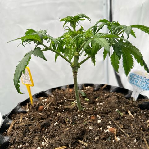 SexBud growlog timeline photo