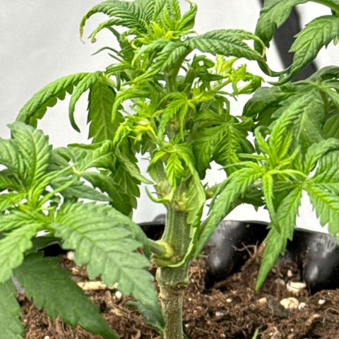 SexBud growlog timeline photo