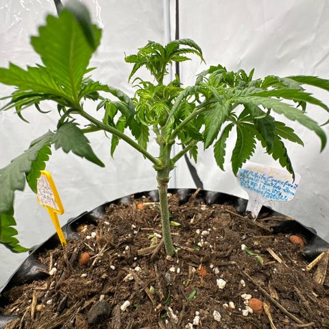 SexBud growlog timeline photo