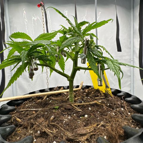 👍 Joey 4 RIP Enharda Rum  growlog timeline photo