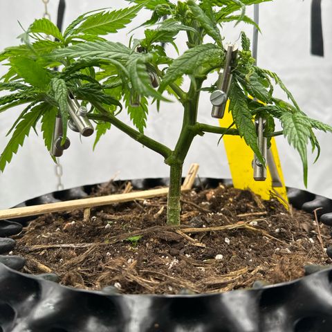 👍 Joey 4 RIP Enharda Rum  growlog timeline photo
