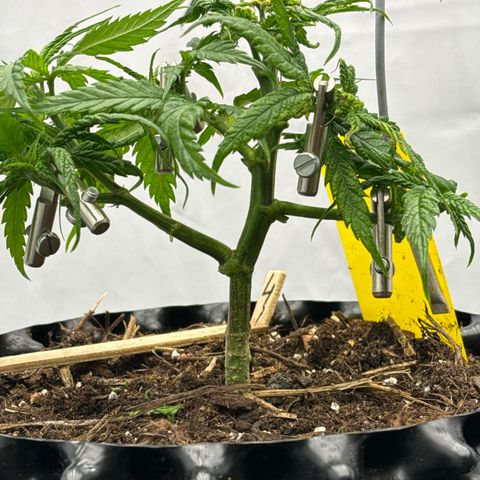 👍 Joey 4 RIP Enharda Rum  growlog timeline photo