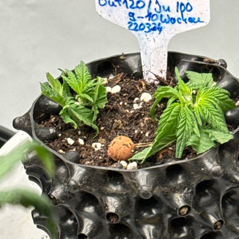 Wedding Cheesecake growlog photo:  Ich habe beim entlaufen die zwei abgeschnittenen Äste einfach mal in die Erde gesteckt. Mal schauen, ob die treiben . 