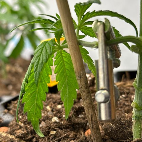 Wedding Cheesecake growlog photo:  Ein bisschen um die Ecke biegen