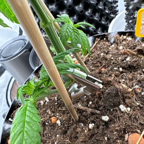 Wedding Cheesecake growlog photo:  Ein bisschen um die Ecke biegen