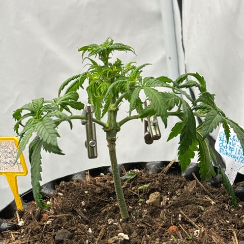SexBud growlog photo:  ein bisschen die Beine spreizen  🥳