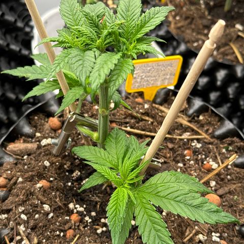 Wedding Cheesecake growlog timeline photo