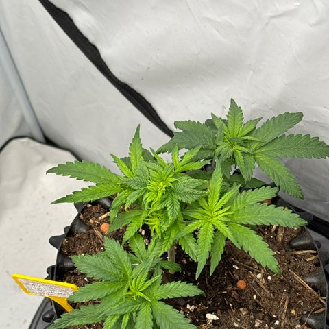 SexBud growlog timeline photo