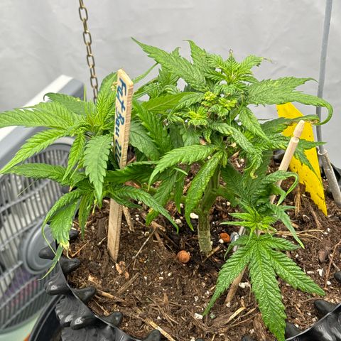 👍 Joey 4 RIP Enharda Rum  growlog timeline photo