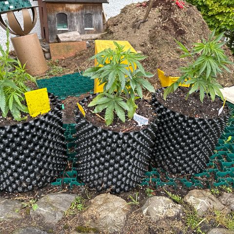 👍 Joey 5 RIP Enharda Rum  growlog photo:  Heute in ihren endgültigen Topf um getopft. Die Mischung ist Komposthaufen und Biobizz Allmix. 