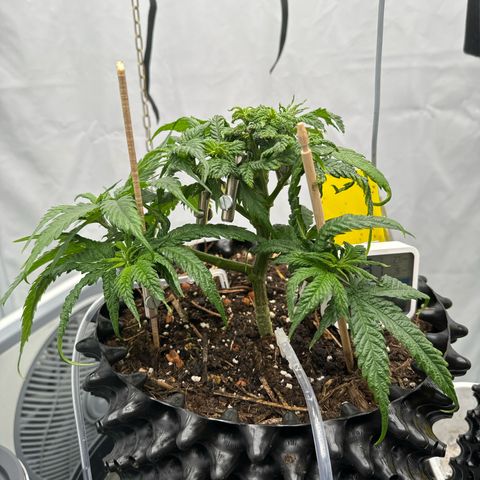 👍 Joey 4 RIP Enharda Rum  growlog photo:  Die Blätter und die Pflanze allgemein sieht jetzt schon grüner und vitaler aus.