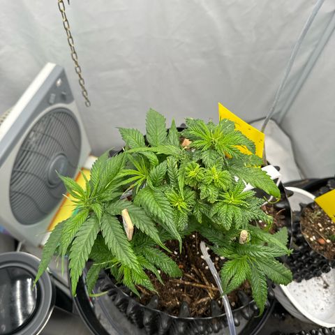 👍 Joey 4 RIP Enharda Rum  growlog photo:  Die Blätter und die Pflanze allgemein sieht jetzt schon grüner und vitaler aus.