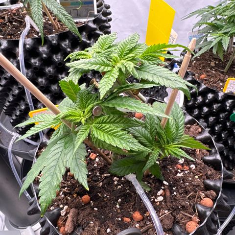 Wedding Cheesecake growlog photo:  Die Pflanze sieht jetzt schon vitaler und Grüne aus vom Blattwerk.