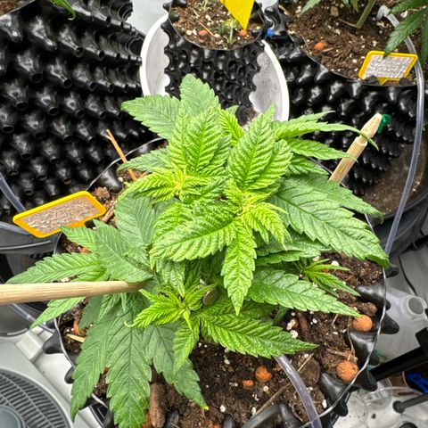Wedding Cheesecake growlog photo:  Die Pflanze sieht jetzt schon vitaler und Grüne aus vom Blattwerk.