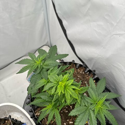 SexBud growlog photo:  Die Pflanze sieht von den Blättern her schon viel vitaler und grüner aus.