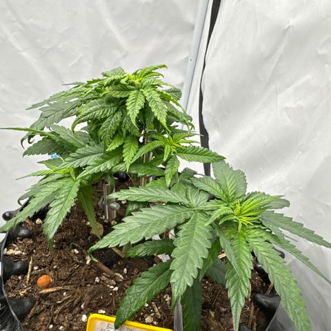 SexBud growlog photo:  Die Pflanze sieht von den Blättern her schon viel vitaler und grüner aus.