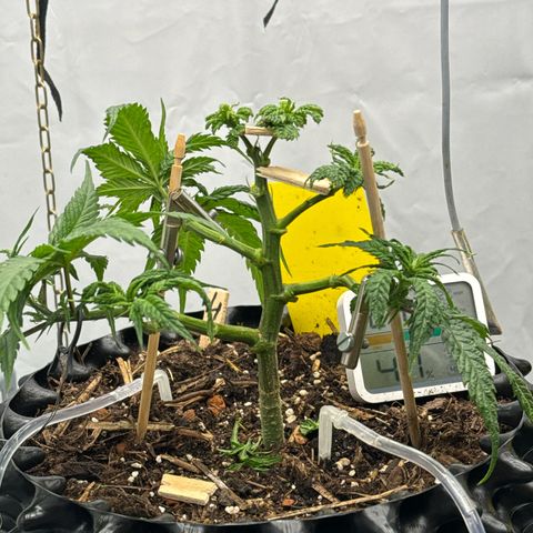 👍 Joey 4 RIP Enharda Rum  growlog photo:  Die dicken Knubbel der Broccoli Auswüchse abgeschnitten . 