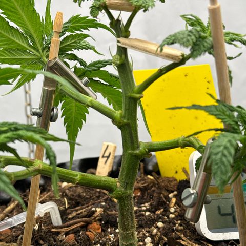👍 Joey 4 RIP Enharda Rum  growlog photo:  Die dicken Knubbel der Broccoli Auswüchse abgeschnitten . 