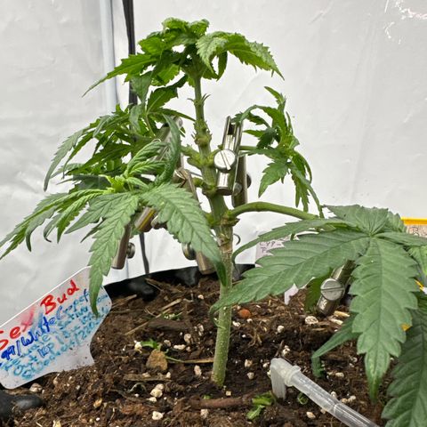 SexBud growlog photo:  Die dicken Knubbel der Broccoli Auswüchse abgeschnitten . 