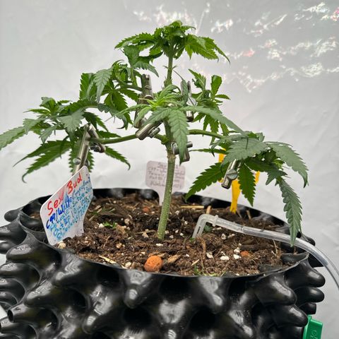 SexBud growlog photo:  Die dicken Knubbel der Broccoli Auswüchse abgeschnitten . 