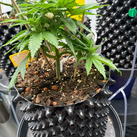 Wedding Cheesecake growlog photo:  Die Pflanzen sehen wieder gesund aus und wachsen besser . 