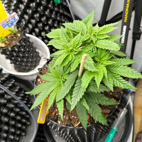 Wedding Cheesecake growlog photo:  Die Pflanzen sehen wieder gesund aus und wachsen besser . 