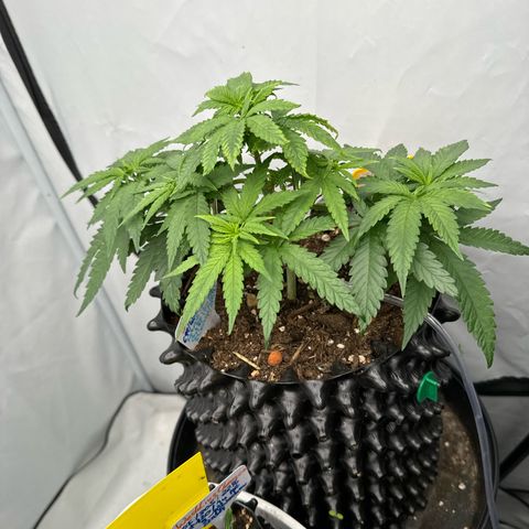 SexBud growlog photo:  Die Pflanzen sehen wieder gesund aus und wachsen besser . 