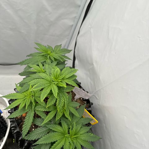 SexBud growlog photo:  Die Pflanzen sehen wieder gesund aus und wachsen besser . 