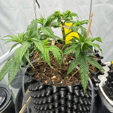 👍 Joey 4 RIP Enharda Rum  growlog photo:  Die Pflanzen sehen wieder gesund aus und wachsen besser . 