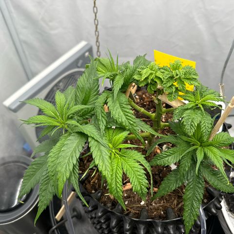 👍 Joey 4 RIP Enharda Rum  growlog photo:  Die Pflanzen sehen wieder gesund aus und wachsen besser . 