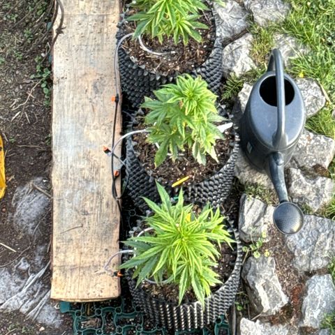 👍 Joey 5 RIP Enharda Rum  growlog timeline photo