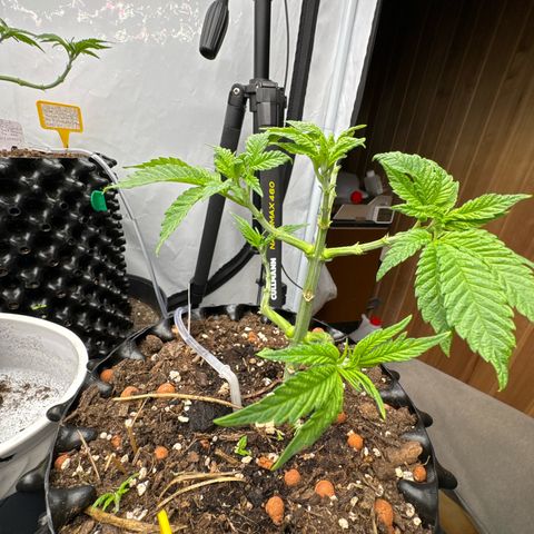 Wedding Cheesecake growlog photo: Noch mal richtig entlaubt und trainiert. 