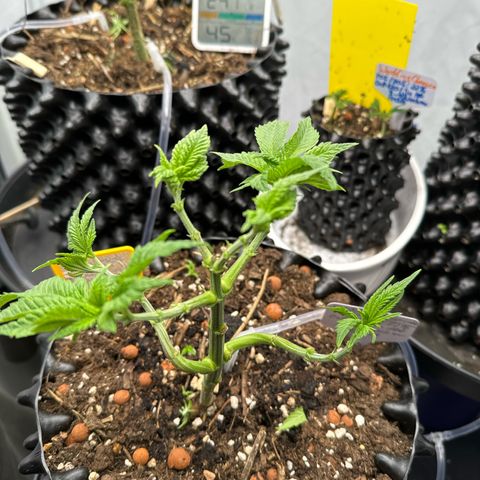 Wedding Cheesecake growlog photo: Noch mal richtig entlaubt und trainiert. 