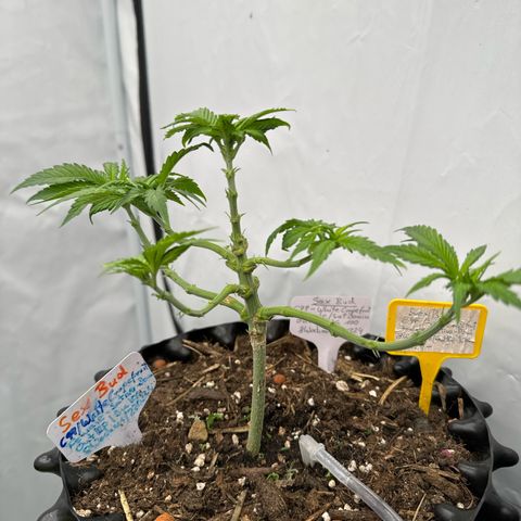 SexBud growlog photo: Noch mal richtig entlaubt und trainiert. 