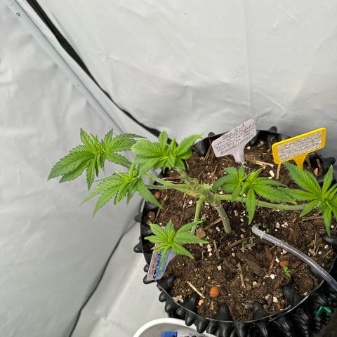 SexBud growlog photo: Noch mal richtig entlaubt und trainiert. 