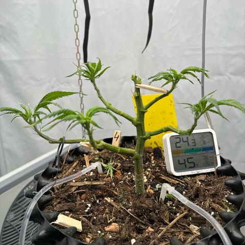 👍 Joey 4 RIP Enharda Rum  growlog photo: Noch mal richtig entlaubt und trainiert. 