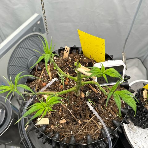 👍 Joey 4 RIP Enharda Rum  growlog photo: Noch mal richtig entlaubt und trainiert. 