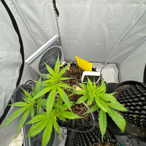 👍 Joey 4 RIP Enharda Rum  growlog timeline photo