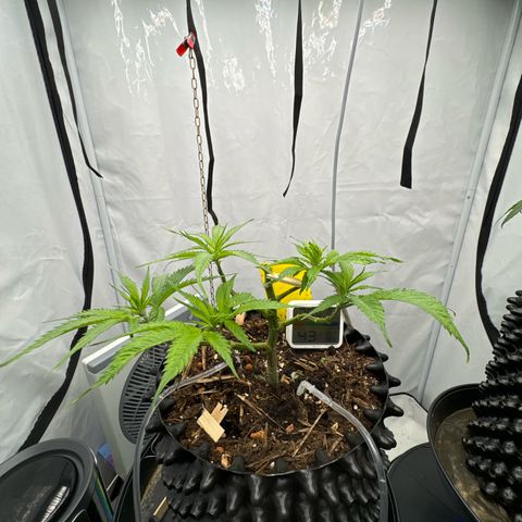 👍 Joey 4 RIP Enharda Rum  growlog timeline photo