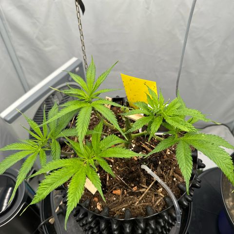👍 Joey 4 RIP Enharda Rum  growlog timeline photo