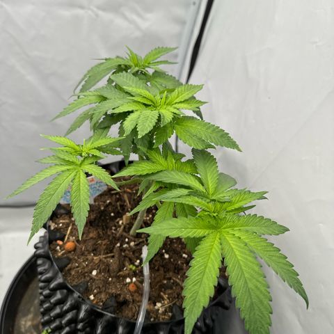 SexBud growlog timeline photo