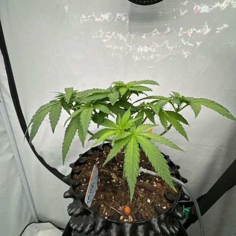 SexBud growlog timeline photo