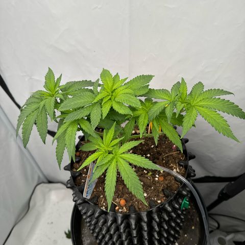 SexBud growlog timeline photo
