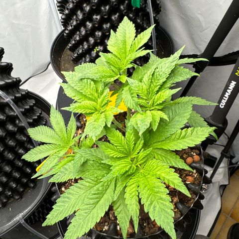 SexBud growlog photo:  Die Pflanzen machen einen recht guten Eindruck und haben einen guten Schub an Blätter bekommen seit den letzten vier oder fünf Tagen