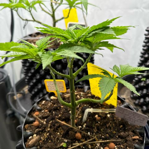 SexBud growlog photo:  Die Pflanzen machen einen recht guten Eindruck und haben einen guten Schub an Blätter bekommen seit den letzten vier oder fünf Tagen