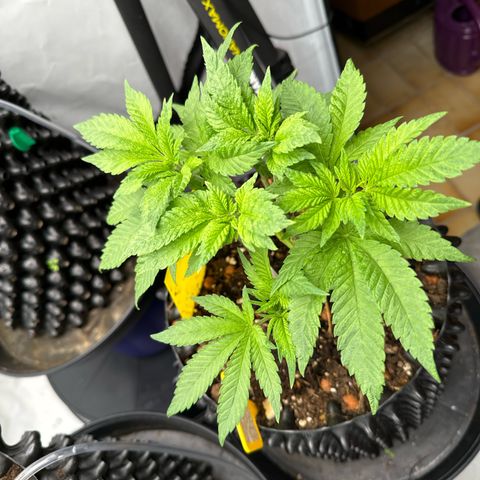 SexBud growlog photo:  Die Pflanzen machen einen recht guten Eindruck und haben einen guten Schub an Blätter bekommen seit den letzten vier oder fünf Tagen
